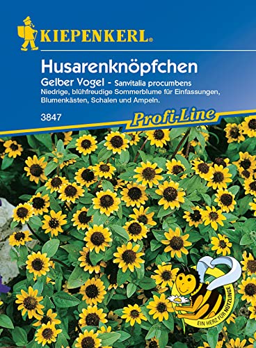 Kiepenkerl 3847 Husarenköpfchen Gelber Vogel, niedrig wachsende Sommerblume ist eine echte Zierde für Einfassungen Blumenkästen und Ampeln Kiepenkerl 3847 Husarenköpfchen Gelber Vogel, niedrig wachsende Sommerblume ist eine echte Zierde für Einfassungen Blumenkästen und Ampeln von Kiepenkerl
