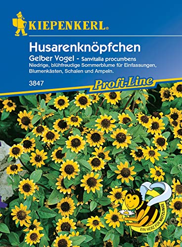 Kiepenkerl 3847 Husarenköpfchen Gelber Vogel, niedrig wachsende Sommerblume ist eine echte Zierde für Einfassungen Blumenkästen und Ampeln von Kiepenkerl
