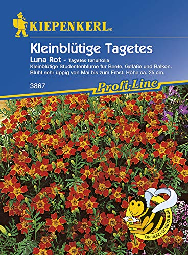 Kiepenkerl 3867 Kleinblütige Tagetes Luna Rot (Tagetessamen) von Kiepenkerl