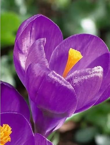 Kiepenkerl 533530 Krokus Flower Record (12 Stück) (Krokuszwiebeln) von Kiepenkerl