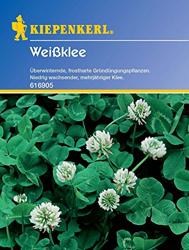 Kiepenkerl 616905 Weißklee Lirepa 60 g (Weißkleesamen) von Kiepenkerl