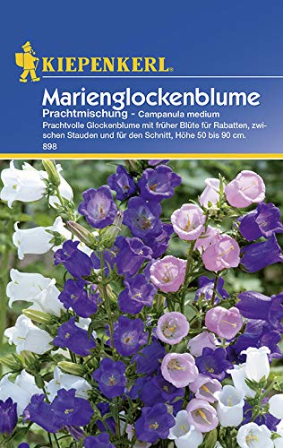 Kiepenkerl 898 Marienglockenblume Prachtmischung (Marienglockenblumensamen) von Kiepenkerl