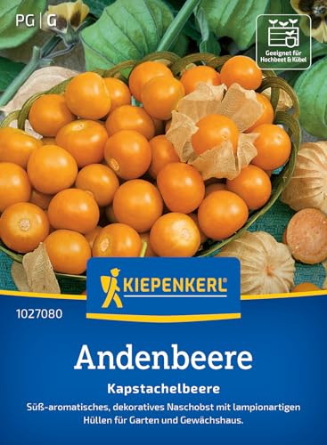 Kiepenkerl Andenbeerensamen Kapstachelbeere 1027080 – süß- aromatisch - dekoratives Naschobst - lampionartige Hüllen - Saatgut, Samen Gemüse, Pflanzensamen Kiepenkerl Andenbeerensamen Kapstachelbeere 1027080 – süß- aromatisch - dekoratives Naschobst - lampionartige Hüllen - Saatgut, Samen Gemüse, Pflanzensamen von Kiepenkerl