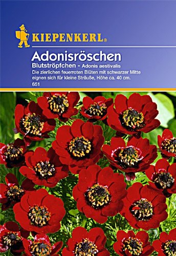 Sperli Blumensamen Adonisröschen Blutströpfchen, grün Sperli Blumensamen Adonisröschen Blutströpfchen, grün von Sperli