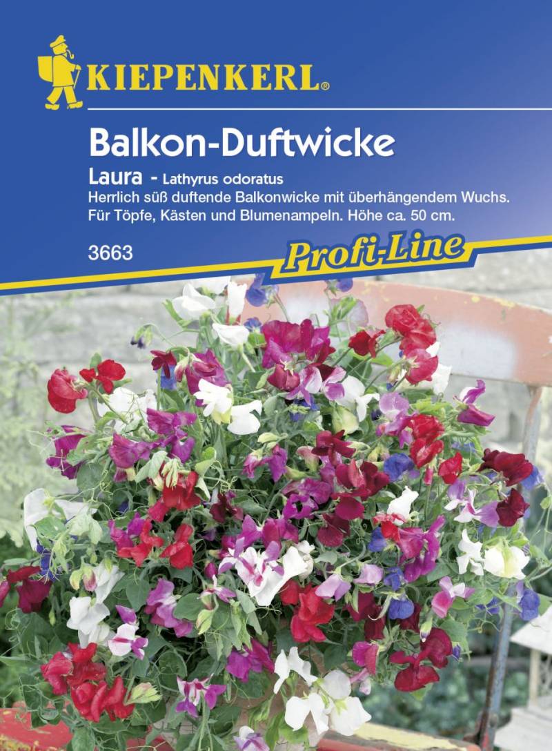 Kiepenkerl Balkon-Duftwicke Laura Lathyrus odoratus, Inhalt: ca. 20 Pflanzen von Kiepenkerl
