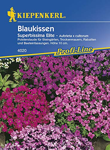 Kiepenkerl Blaukissen Superbissima Elite - Aubrieta x cultorum von Kiepenkerl