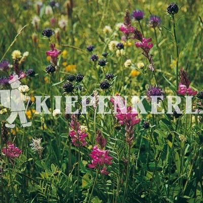 Kiepenkerl Blumenwiesen-Mischung LÖBF Kleve-Kellen von Kiepenkerl