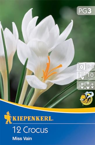 Kiepenkerl Botanischer Krokus Miss Vain - Blumenzwiebeln für bienenfreundliche Frühlingsblüten, Ideal für Beet & Kübel, Frühblüher Zwiebeln von Kiepenkerl