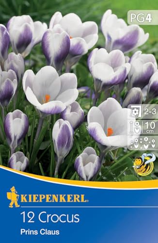 Kiepenkerl Botanischer Krokus Prins Claus 508897 - Blumenzwiebeln winterhart mehrjährig, ideal für Kübel und Kästen, nährstoffreiche Blüten für Insekten von Kiepenkerl