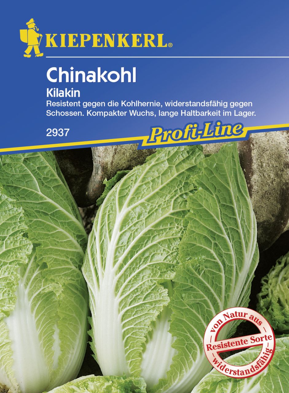 Kiepenkerl Chinakohl Kilakin Brassica rapa subsp. pekinensis, Inhalt: ca. 20 Pflanzen von Kiepenkerl