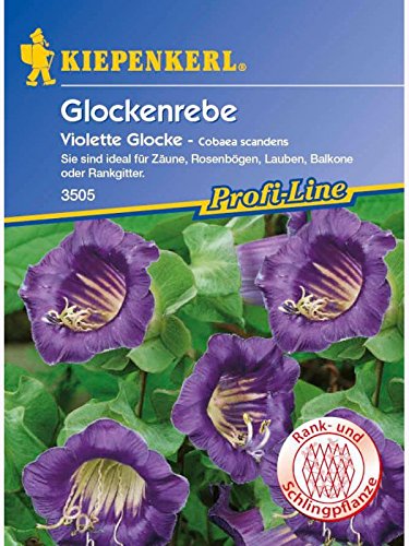 Kiepenkerl Cobaea Glockenrebe Violette Glocke von Kiepenkerl