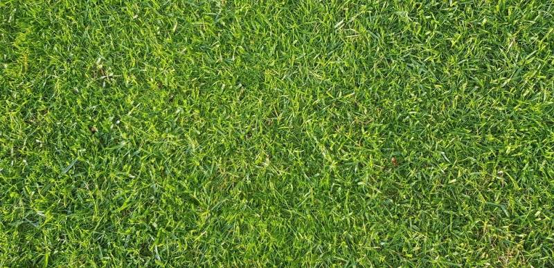 Kiepenkerl DSV RSM 4.1.2 Golfrasen Grün von Kiepenkerl