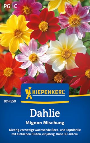 Kiepenkerl Dahliensamen Mignon Mischung 1014550 - Einjährige Dahlie mit einer Wuchshöhe von 30 bis 40 cm und einem Inhalt für 30 Pflanzen - Blumensamen, Saatgut Kiepenkerl Dahliensamen Mignon Mischung 1014550 - Einjährige Dahlie mit einer Wuchshöhe von 30 bis 40 cm und einem Inhalt für 30 Pflanzen - Blumensamen, Saatgut von Kiepenkerl