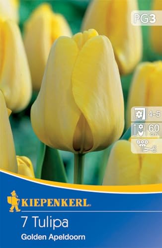 Kiepenkerl Darwin-Hybrid-Tulpe Golden Apeldoorn, Gelbe Blumenzwiebeln, Ideal als Schnittblume, Herbstblumenzwiebeln von Kiepenkerl