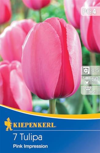 Kiepenkerl Darwin-Hybrid-Tulpe Pink Impression - Hochwertige Blumenzwiebeln für Beet und Kübel, Ideal als Schnittblume von Kiepenkerl