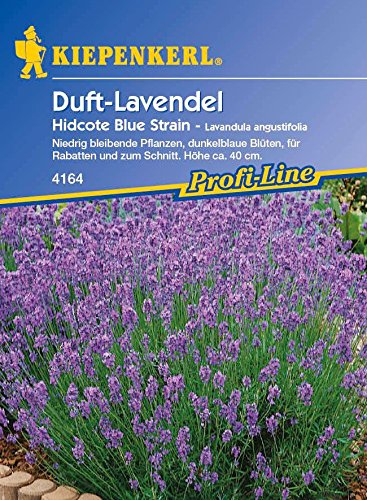 Kiepenkerl Duft-Lavendel Hidcote Blue Strain von Kiepenkerl