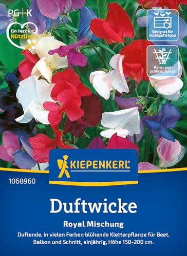 Kiepenkerl Duftwickensamen Royal Mischung 1068960 – duftende, in vielen Farben blühende Kletterpflanze für Beet und Balkon - Pflanzen, Blumensamen, Saatgut Kiepenkerl Duftwickensamen Royal Mischung 1068960 – duftende, in vielen Farben blühende Kletterpflanze für Beet und Balkon - Pflanzen, Blumensamen, Saatgut von Kiepenkerl