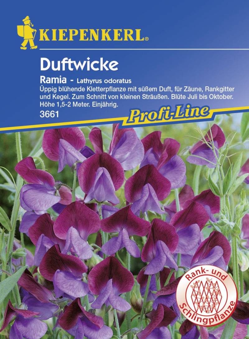 Kiepenkerl Edelwicken Ramia Lathyrus odoratus, Inhalt: ca. 25 Pflanzen von Kiepenkerl