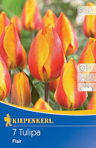 Kiepenkerl Einfache frühe Tulpe Flair 507807 – Tulpenzwiebeln winterhart mehrjährig – Blumenzwiebeln für Garten & Balkon – Zweifarbige Blüten von Kiepenkerl