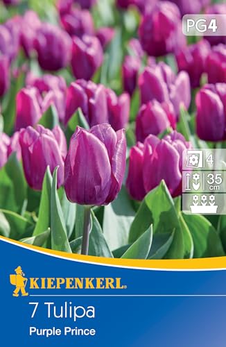 Kiepenkerl Einfache frühe Tulpe Purple Prince 507814 - Blumenzwiebeln für Kübel und Vasenschnitt, winterhart und mehrjährig, intensives Purpur, Schnittblume von Kiepenkerl