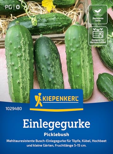 Kiepenkerl Einlegegurkensamen Picklebush 1029480 - Kompakter Wuchs für Töpfe, Kübel & Hochbeete, Gurkensamen für kleine Gärten, resistente Gemüsesamen Kiepenkerl Einlegegurkensamen Picklebush 1029480 - Kompakter Wuchs für Töpfe, Kübel & Hochbeete, Gurkensamen für kleine Gärten, resistente Gemüsesamen von Kiepenkerl