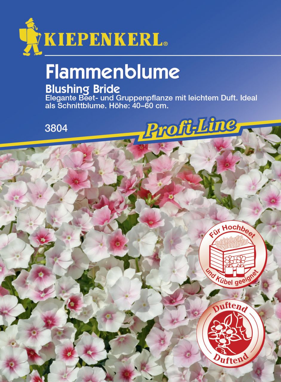 Kiepenkerl Flammenblume Blushing Bride ca. 50 Pflanzen von Kiepenkerl