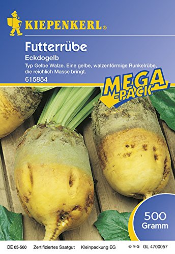 Kiepenkerl Futterrüben 'Eckdogelb' | gelb | ertragreich |1 Packung Samen (500 gr) von Kiepenkerl