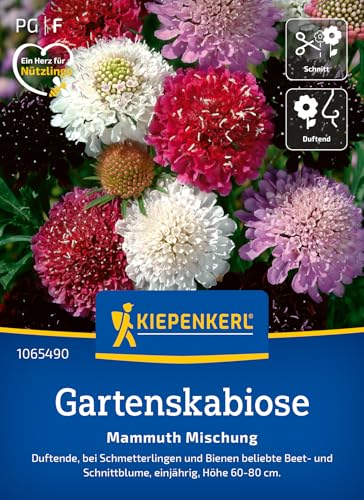 Kiepenkerl Gartenskabiosensamen Mammuth Mischung 1065490 - einjährige, duftende und insektenfreundliche Beet- und Schnittblume - Pflanzen, Blumensamen, Saatgut Kiepenkerl Gartenskabiosensamen Mammuth Mischung 1065490 - einjährige, duftende und insektenfreundliche Beet- und Schnittblume - Pflanzen, Blumensamen, Saatgut von Kiepenkerl