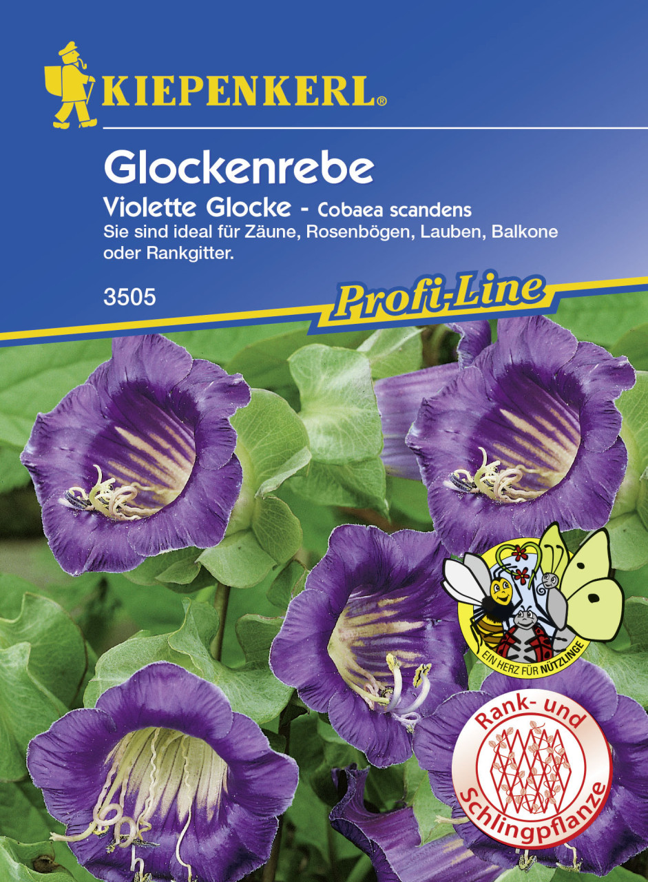 Kiepenkerl Glockenrebe Violett Cobaea scandens, Inhalt: ca. 10 Pflanzen von Kiepenkerl