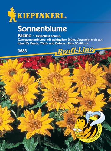 Helianthus annuus Zwerg-Sonnenblume Pacino goldgelb niedrig von Kiepenkerl