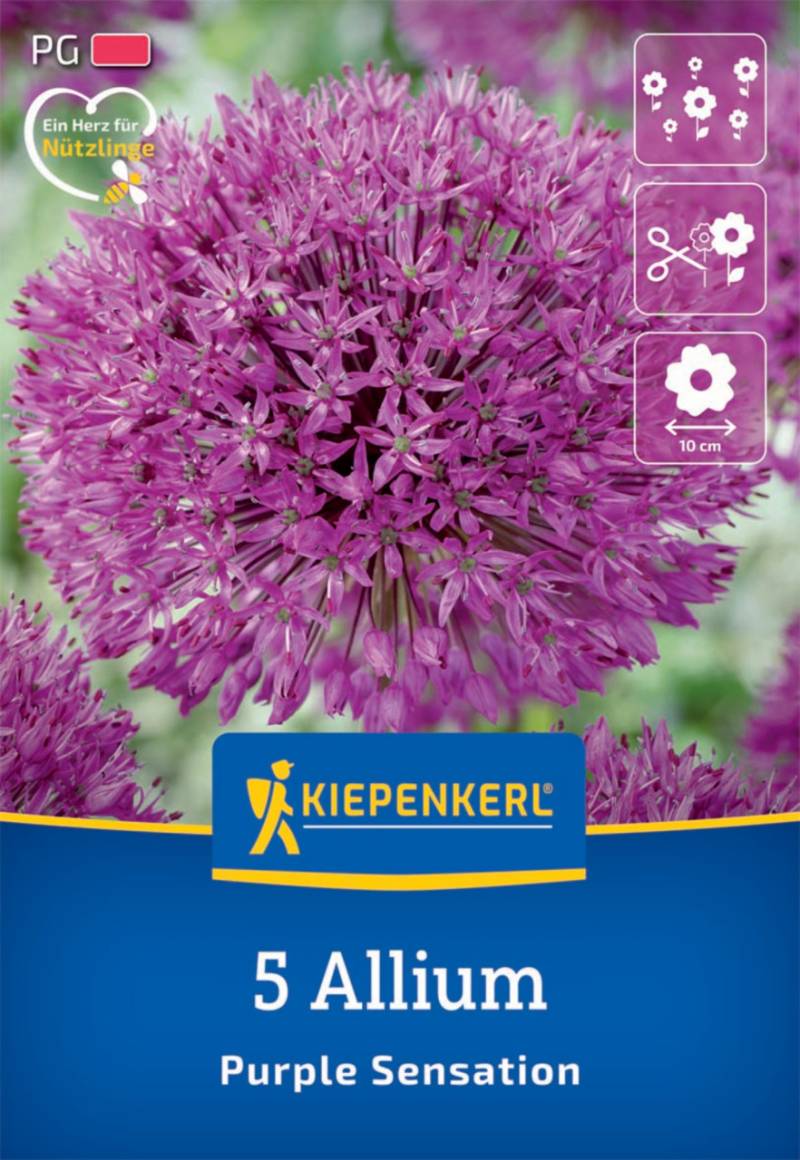 Kiepenkerl Herbstblumenzwiebel Allium Purple Sensation 5 Pflanzen von Kiepenkerl