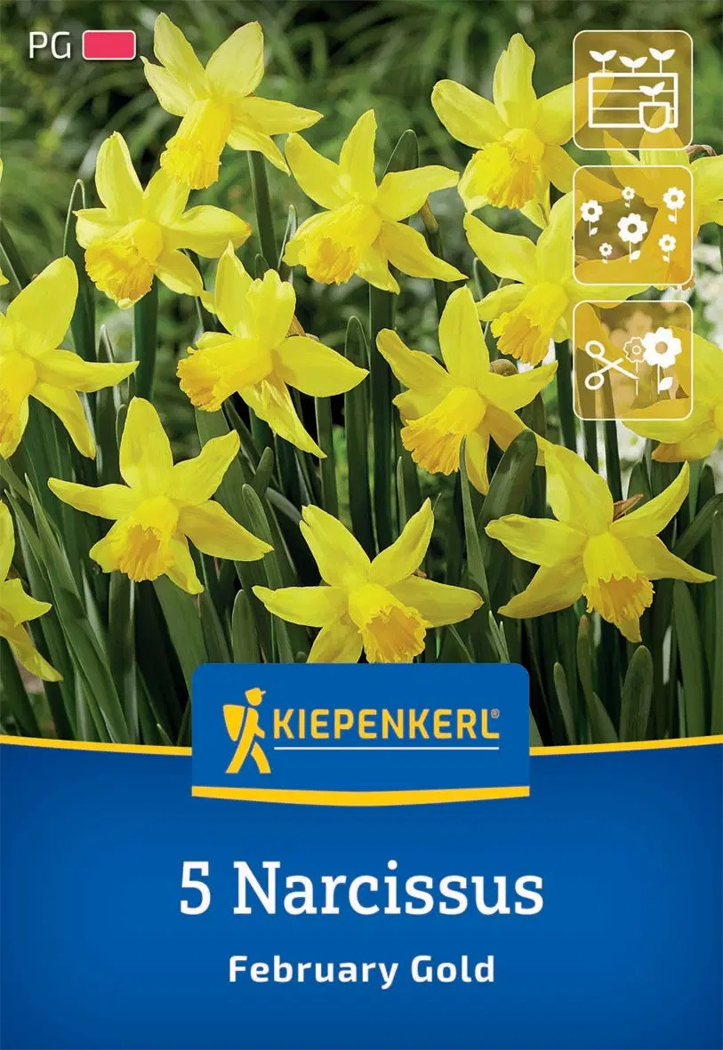Kiepenkerl Herbstblumenzwiebel Alpenveilchen-Narzisse February Gold 5 Stück Kiepenkerl Herbstblumenzwiebel Alpenveilchen-Narzisse February Gold 5 Stück von Kiepenkerl