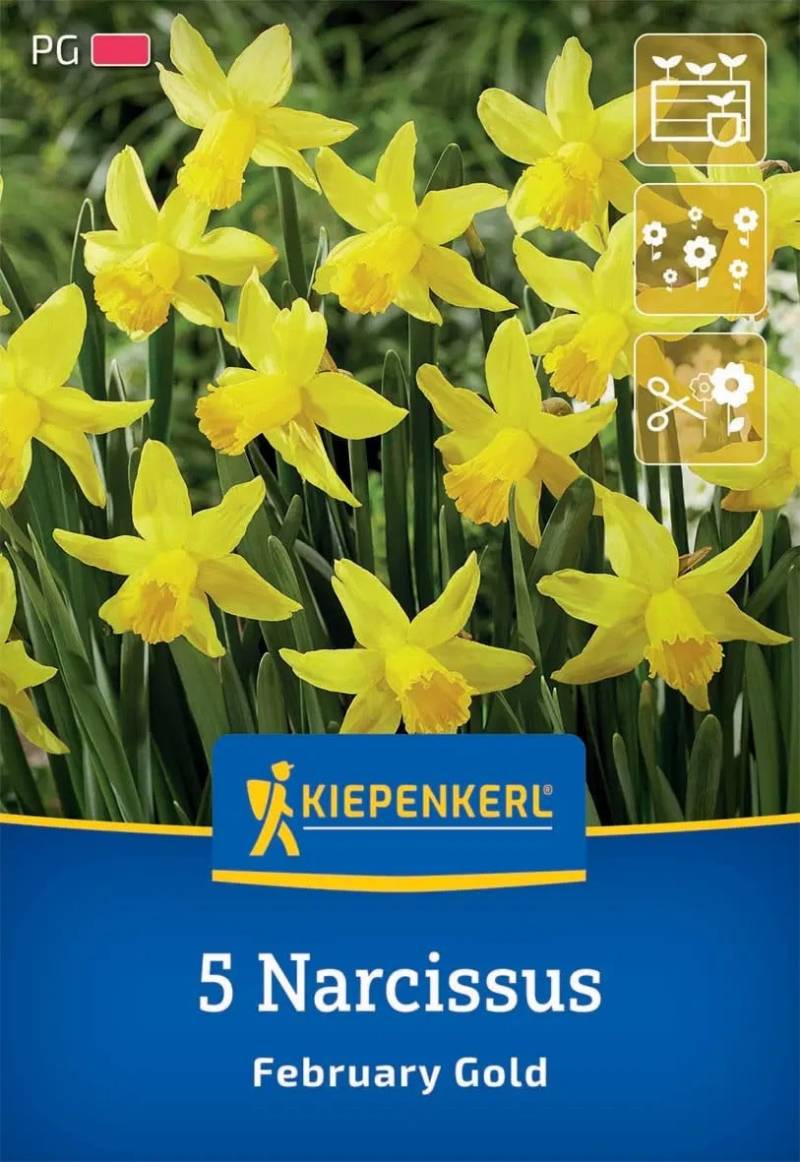 Kiepenkerl Herbstblumenzwiebel Alpenveilchen-Narzisse February Gold 5 Stück Kiepenkerl Herbstblumenzwiebel Alpenveilchen-Narzisse February Gold 5 Stück von Kiepenkerl