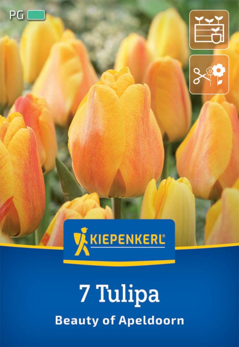 Kiepenkerl Herbstblumenzwiebel Darwin-Hybrid-Tulpe Beauty of Apeldoorn 7 Pflanzen von Kiepenkerl