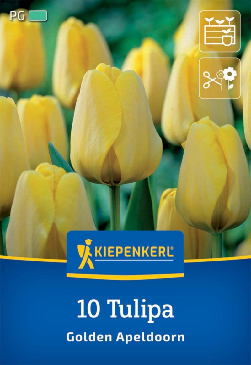 Kiepenkerl Herbstblumenzwiebel Darwin-Hybrid-Tulpe Golden Apeldoorn 10 Pflanzen von Kiepenkerl