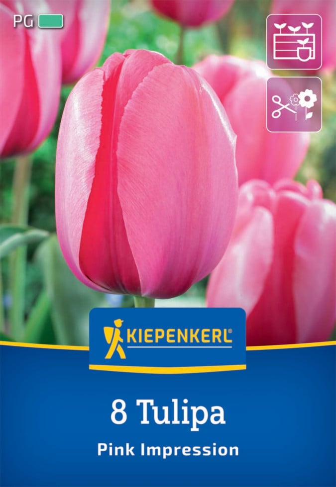 Kiepenkerl Herbstblumenzwiebel Darwin-Hybrid-Tulpe Pink Impression 8 Pflanzen Kiepenkerl Herbstblumenzwiebel Darwin-Hybrid-Tulpe Pink Impression 8 Pflanzen von Kiepenkerl