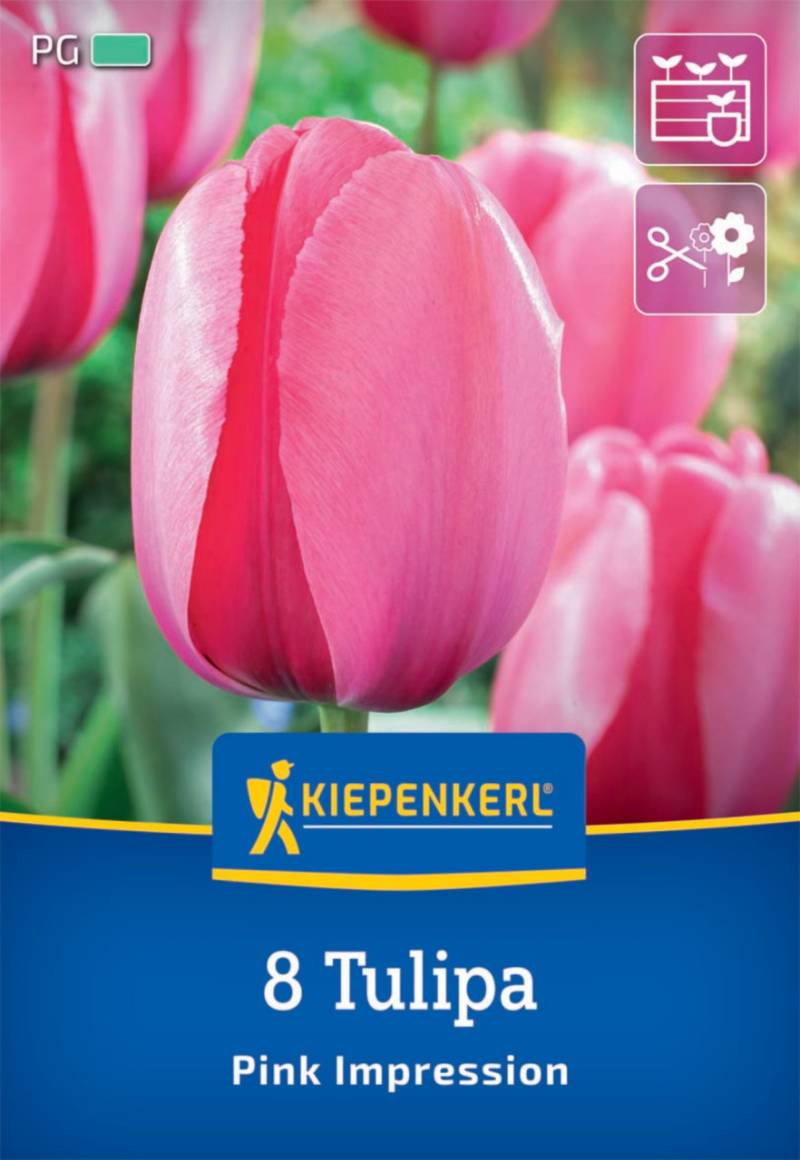 Kiepenkerl Herbstblumenzwiebel Darwin-Hybrid-Tulpe Pink Impression 8 Pflanzen von Kiepenkerl
