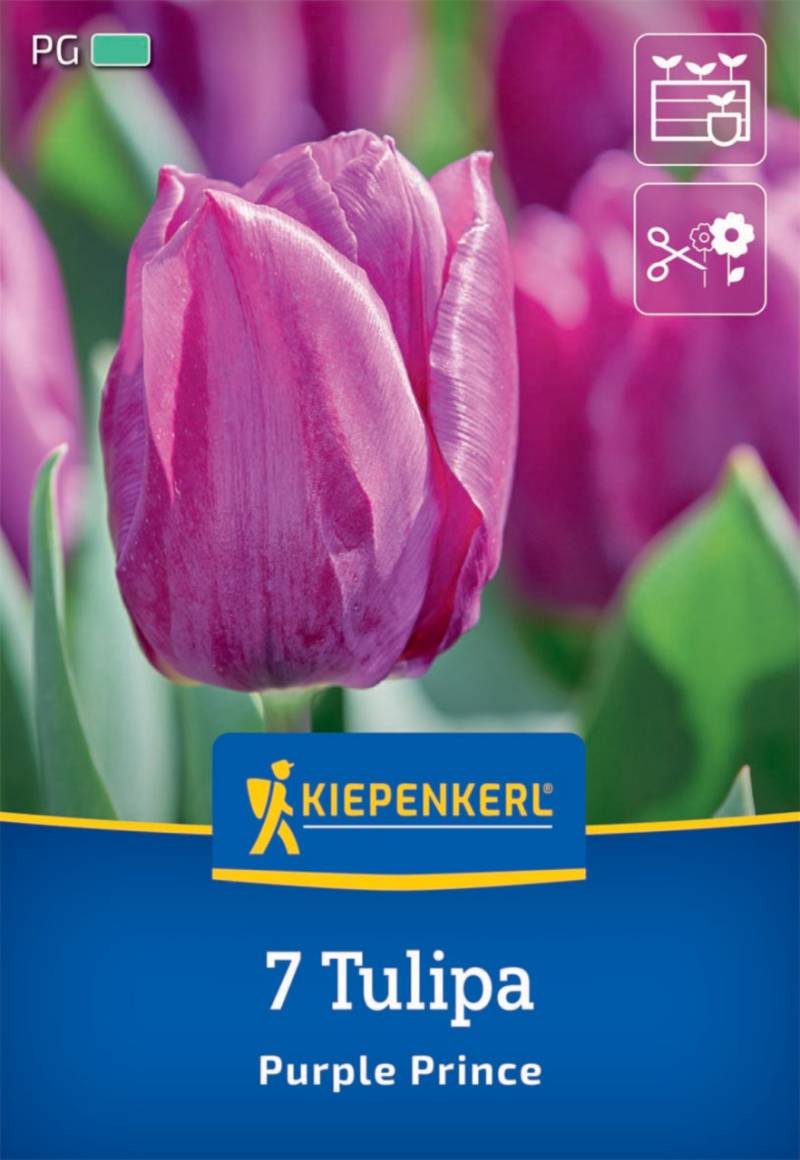 Kiepenkerl Herbstblumenzwiebel Einfache Frühe Tulpe Purple Prince 7 Pflanzen von Kiepenkerl