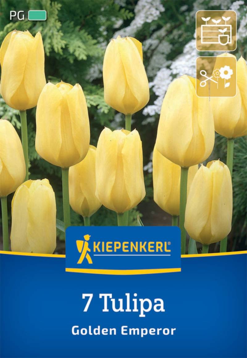 Kiepenkerl Herbstblumenzwiebel Fosteriana-Tulpe Golden Emperor 7 Pflanzen von Kiepenkerl