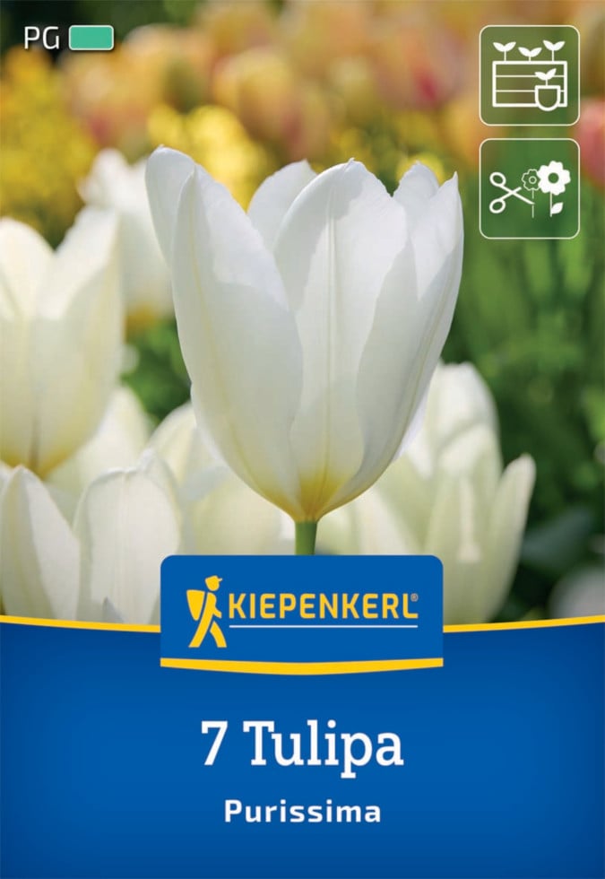 Kiepenkerl Herbstblumenzwiebel Fosteriana-Tulpe Purissima 7 Pflanzen von Kiepenkerl