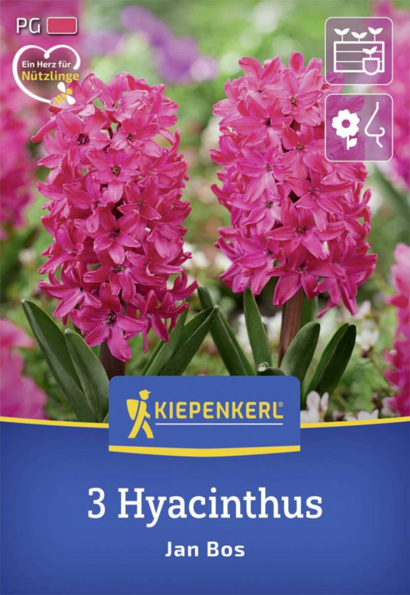 Kiepenkerl Herbstblumenzwiebel Hyazinthe Jan Bos 3 Stück von Kiepenkerl
