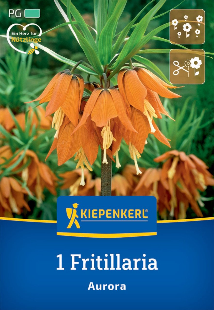 Kiepenkerl Herbstblumenzwiebel Kaiserkrone Aurora 1 Pflanze Kiepenkerl Herbstblumenzwiebel Kaiserkrone Aurora 1 Pflanze von Kiepenkerl
