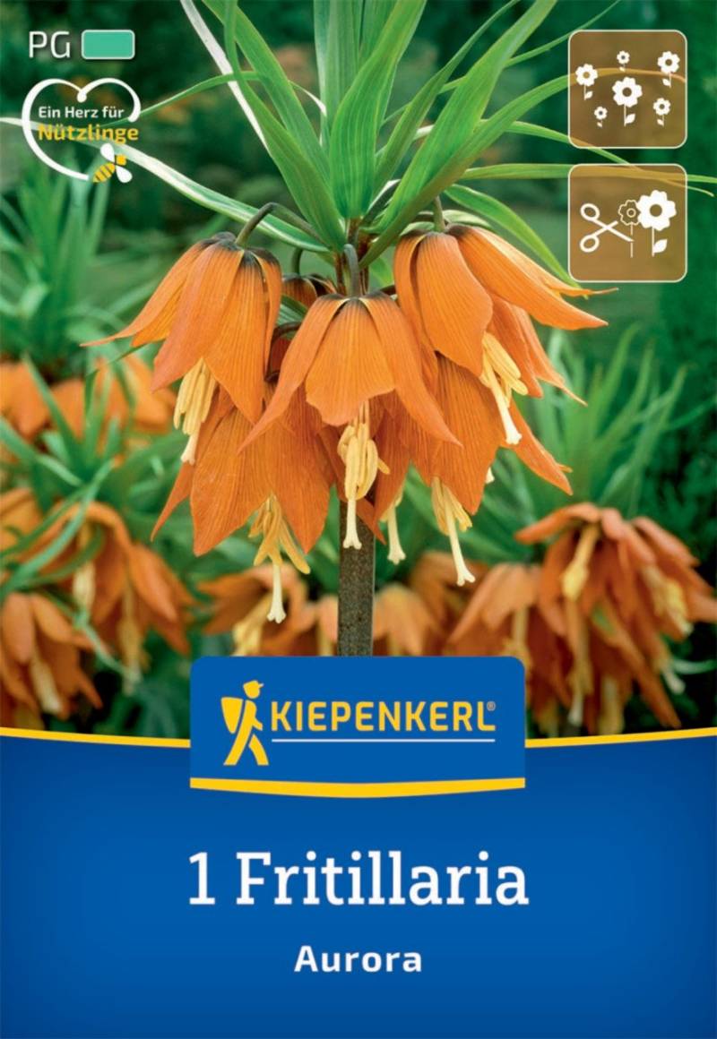Kiepenkerl Herbstblumenzwiebel Kaiserkrone Aurora 1 Pflanze von Kiepenkerl