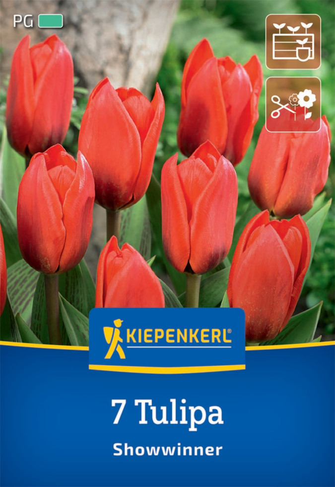Kiepenkerl Herbstblumenzwiebel Kaufmanniana-Tulpe Showwinner 7 Pflanzen von Kiepenkerl