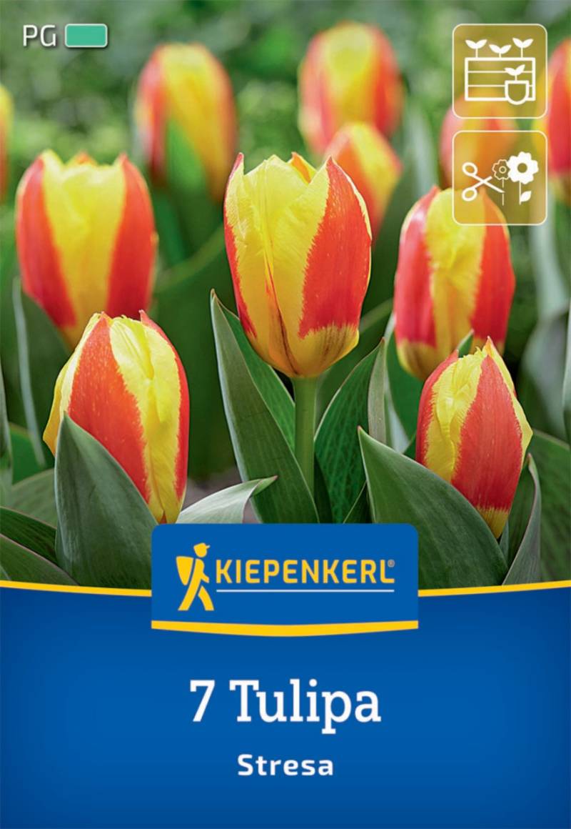 Kiepenkerl Herbstblumenzwiebel Kaufmanniana-Tulpe Stresa 7 Pflanzen von Kiepenkerl