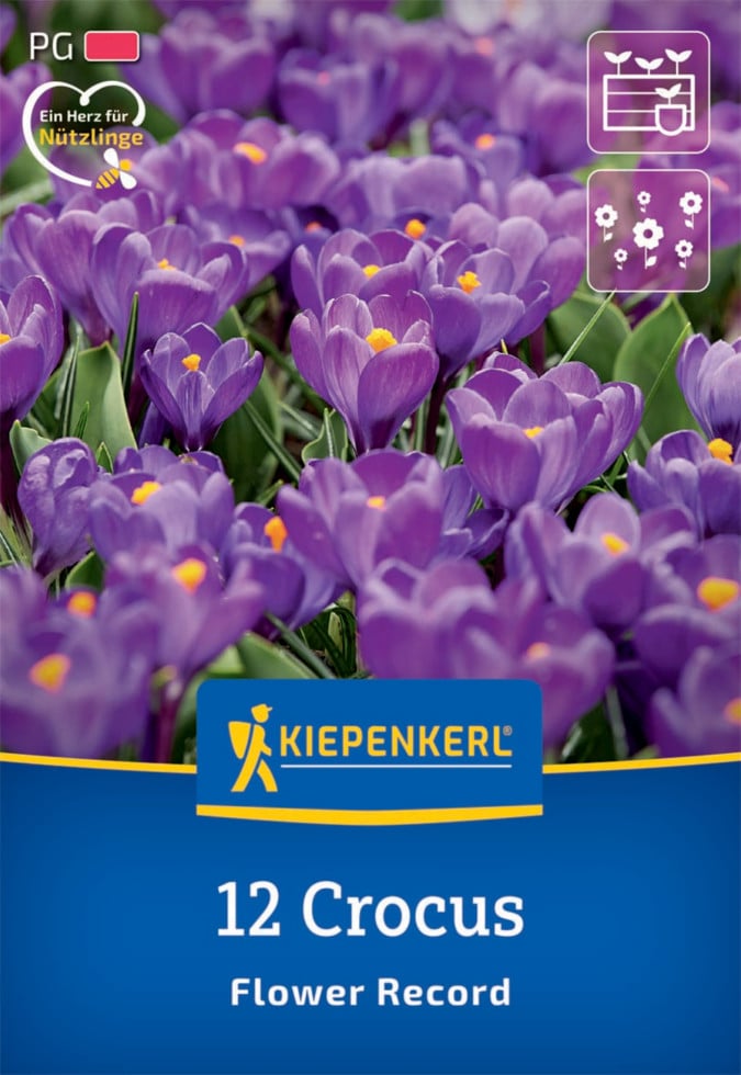 Kiepenkerl Herbstblumenzwiebel Krokus Flower Record 12 Pflanzen Kiepenkerl Herbstblumenzwiebel Krokus Flower Record 12 Pflanzen von Kiepenkerl
