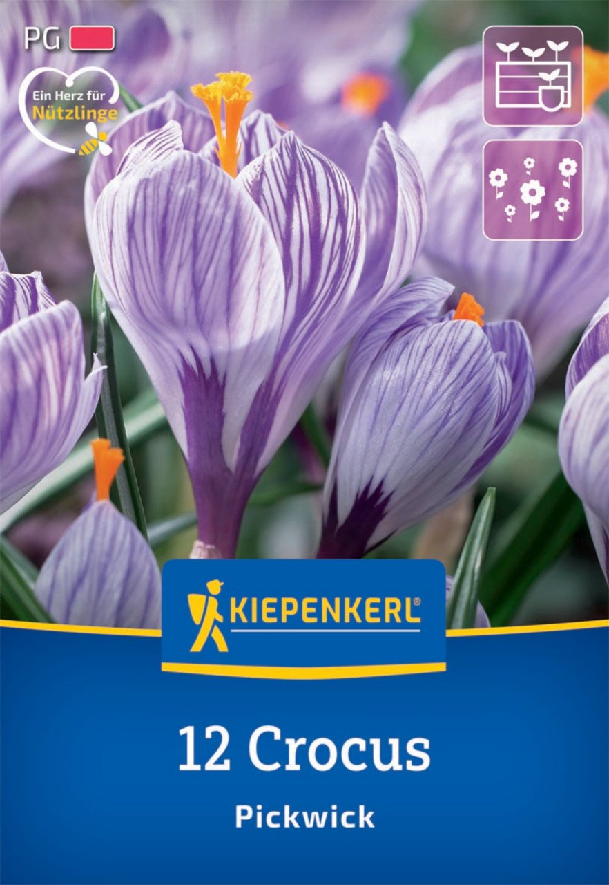 Kiepenkerl Herbstblumenzwiebel Krokus Pickwick 12 Pflanzen von Kiepenkerl