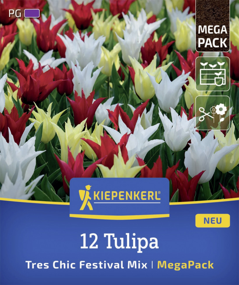 Kiepenkerl Herbstblumenzwiebel Mega-Pack Lilienblütige Tulpen Tres Chic 12 Stück Kiepenkerl Herbstblumenzwiebel Mega-Pack Lilienblütige Tulpen Tres Chic 12 Stück von Kiepenkerl