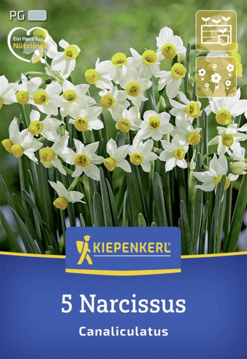 Kiepenkerl Herbstblumenzwiebel Miniatur-Tazetten-Narzisse Canaliculatus 5 Stück von Kiepenkerl
