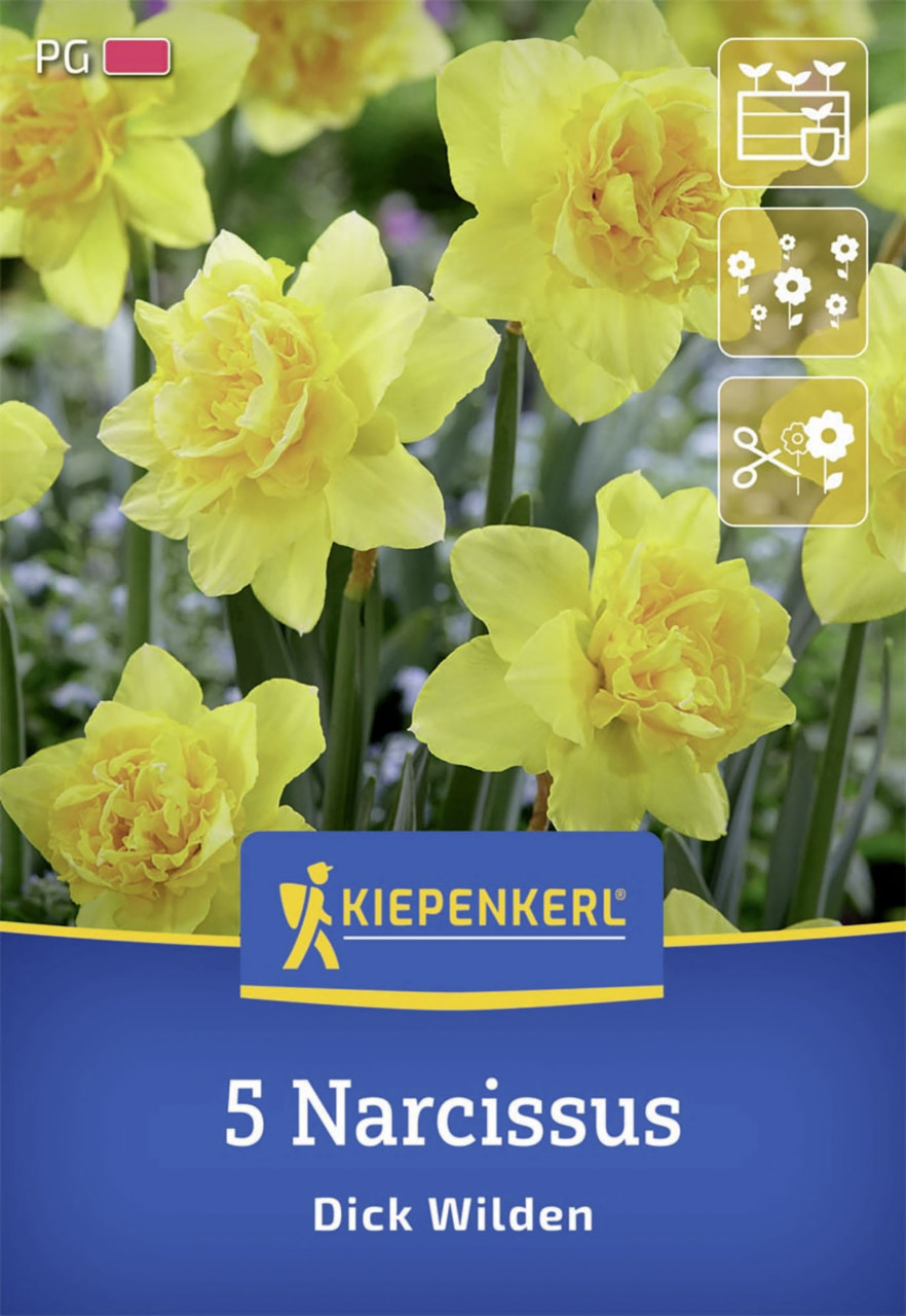 Kiepenkerl Herbstblumenzwiebel Narzisse Dick Wilden 5 Stück Kiepenkerl Herbstblumenzwiebel Narzisse Dick Wilden 5 Stück von Kiepenkerl